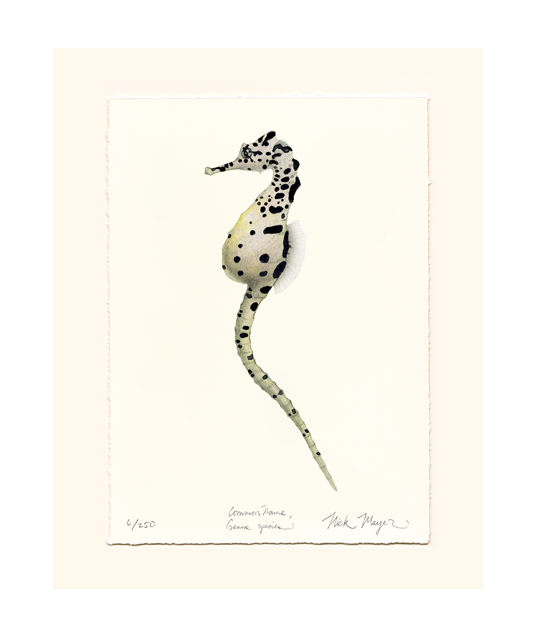 Pot Bellied Seahorse Limited Edition Print
