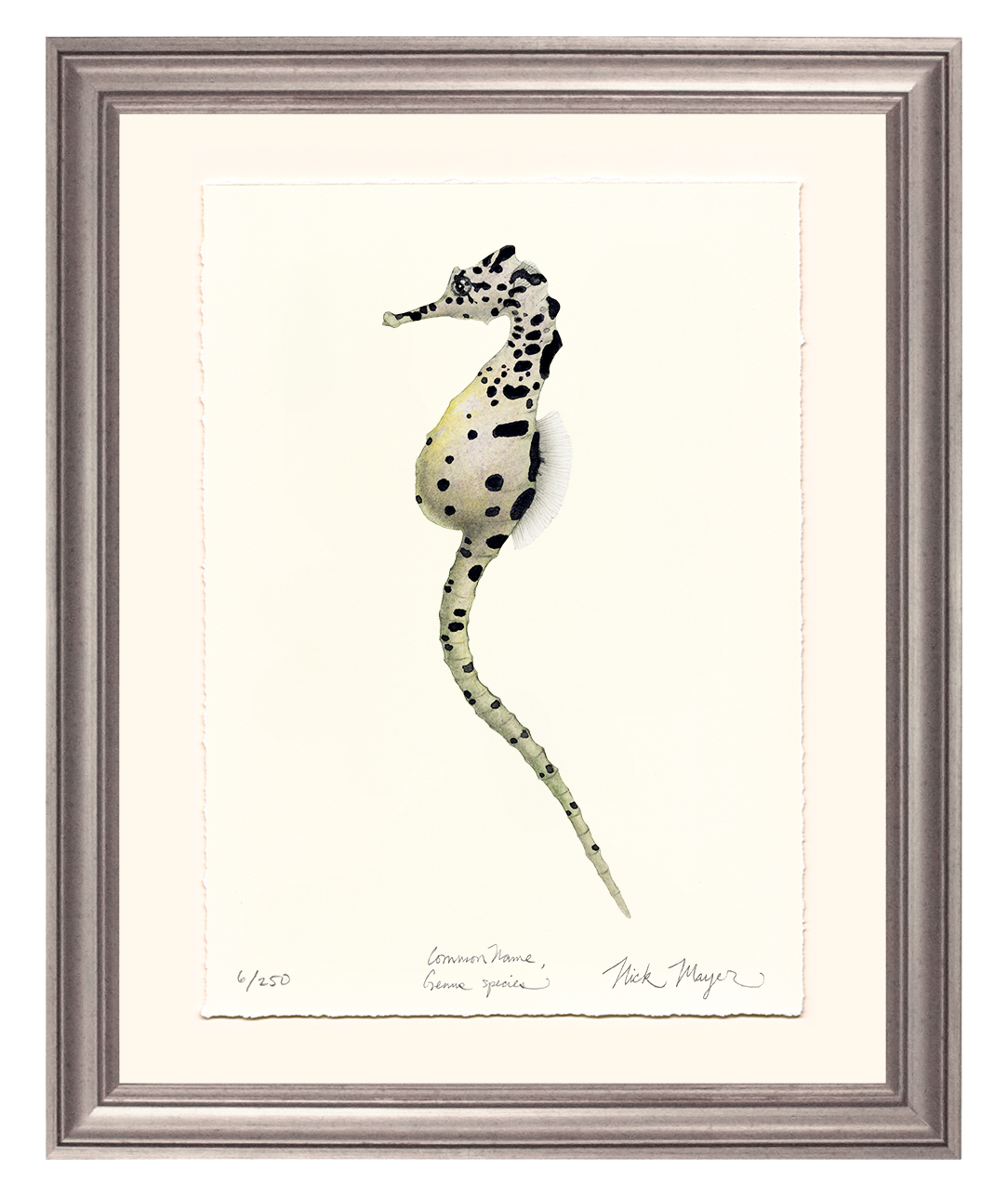 Pot Bellied Seahorse Limited Edition Print