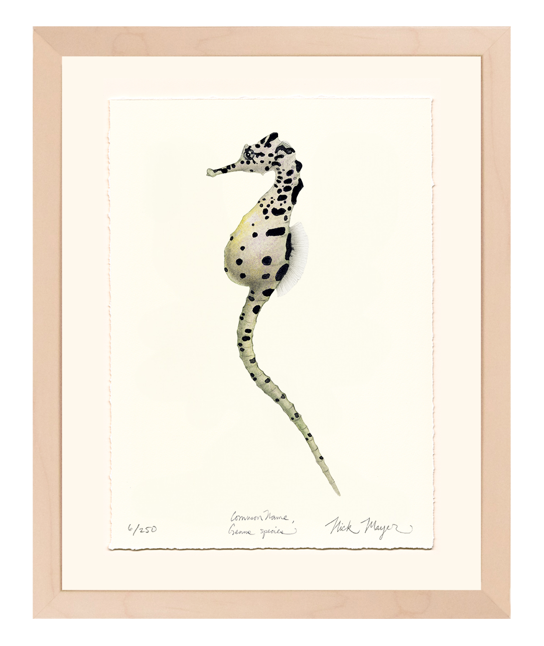 Pot Bellied Seahorse Limited Edition Print