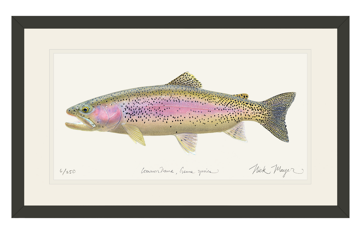 Rainbow Trout III Limited Edition Print Nick Mayer
