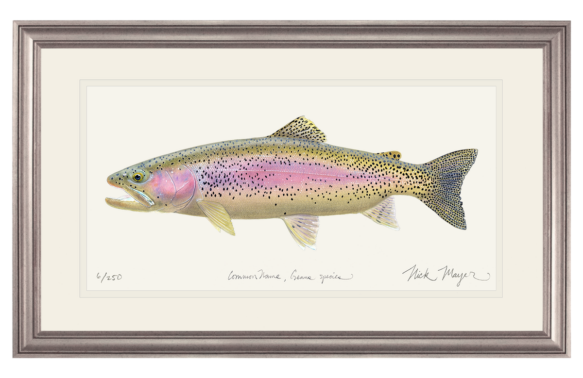 Rainbow Trout III Limited Edition Print Nick Mayer