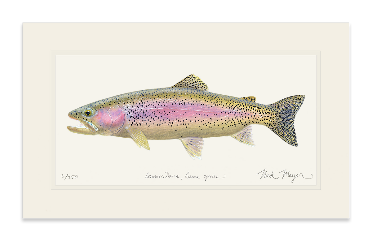 Rainbow Trout III Limited Edition Print Nick Mayer
