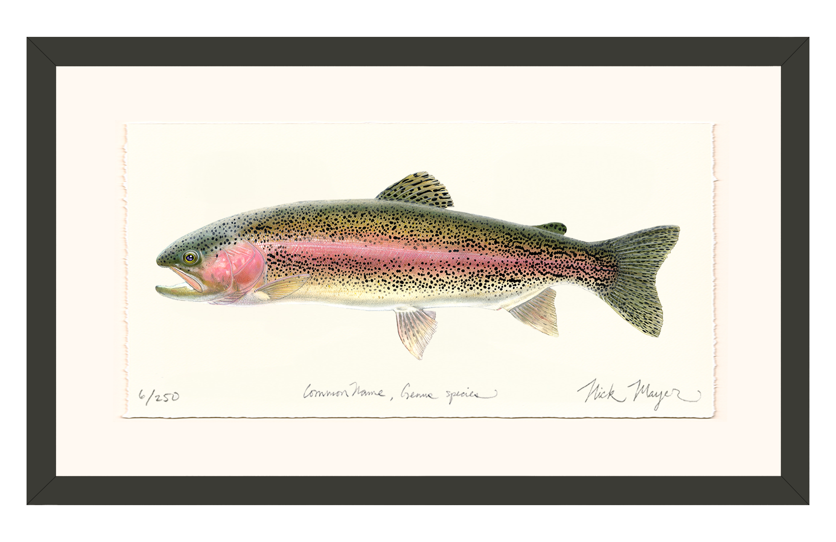 Rainbow Trout Limited Edition Print - Best Seller
