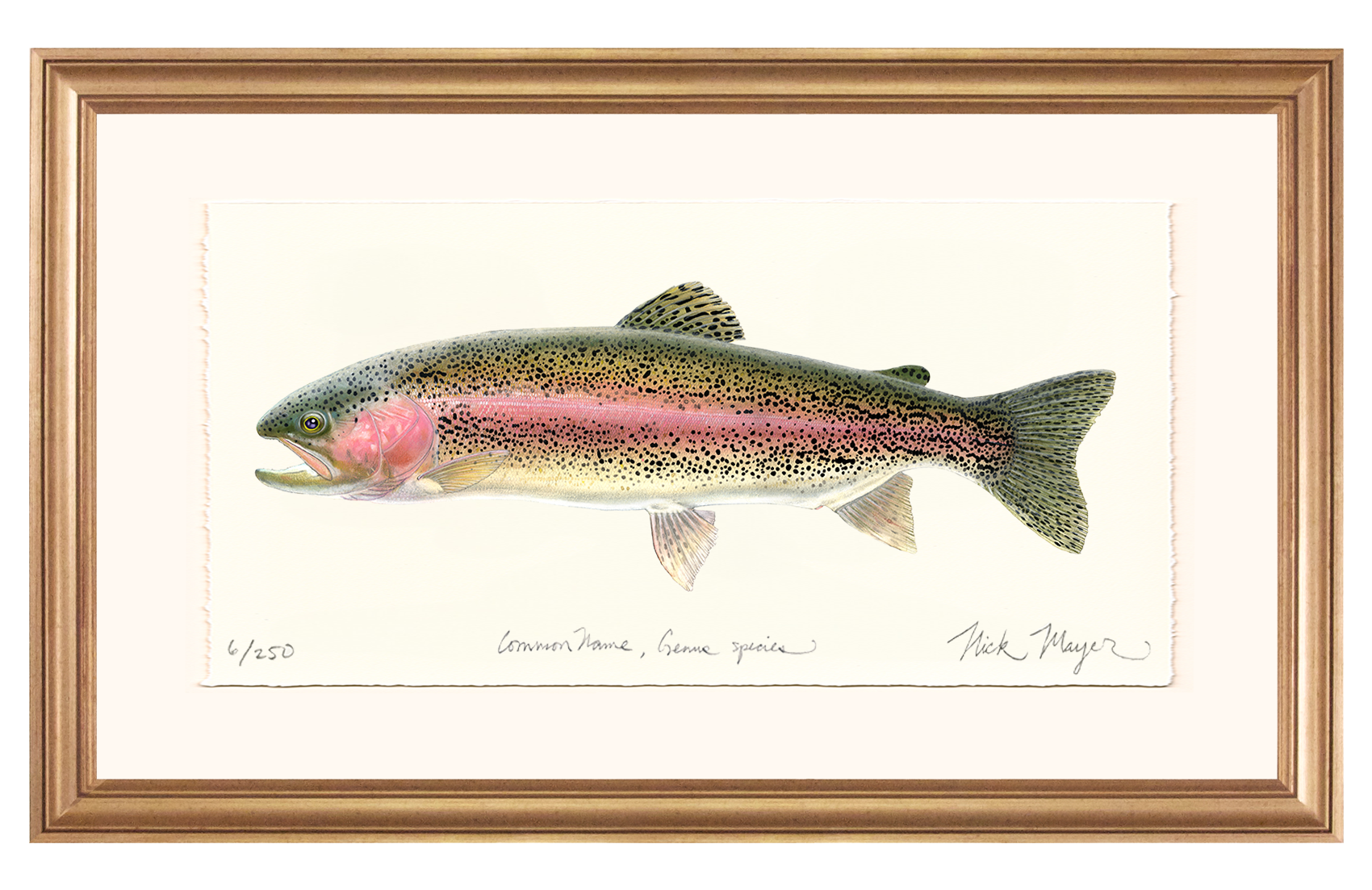 Rainbow Trout Limited Edition Print - Best Seller