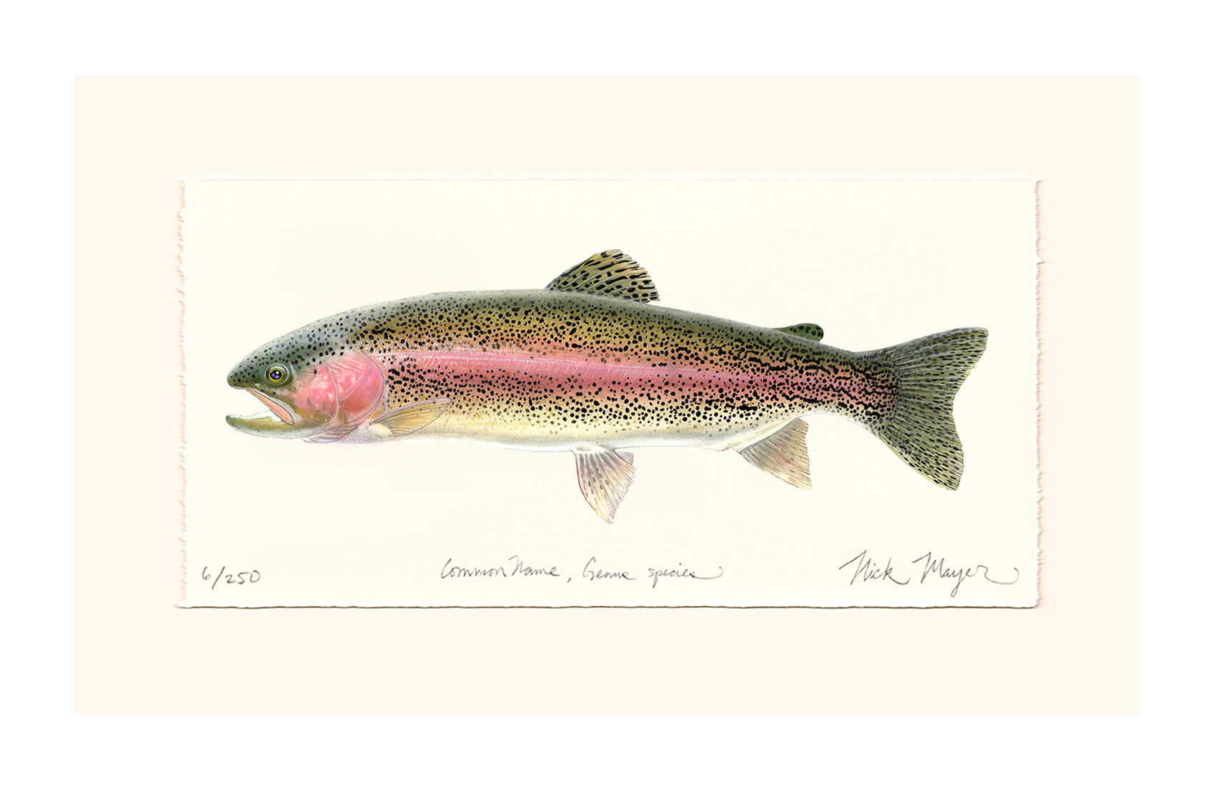 Rainbow Trout Limited Edition Print - Best Seller