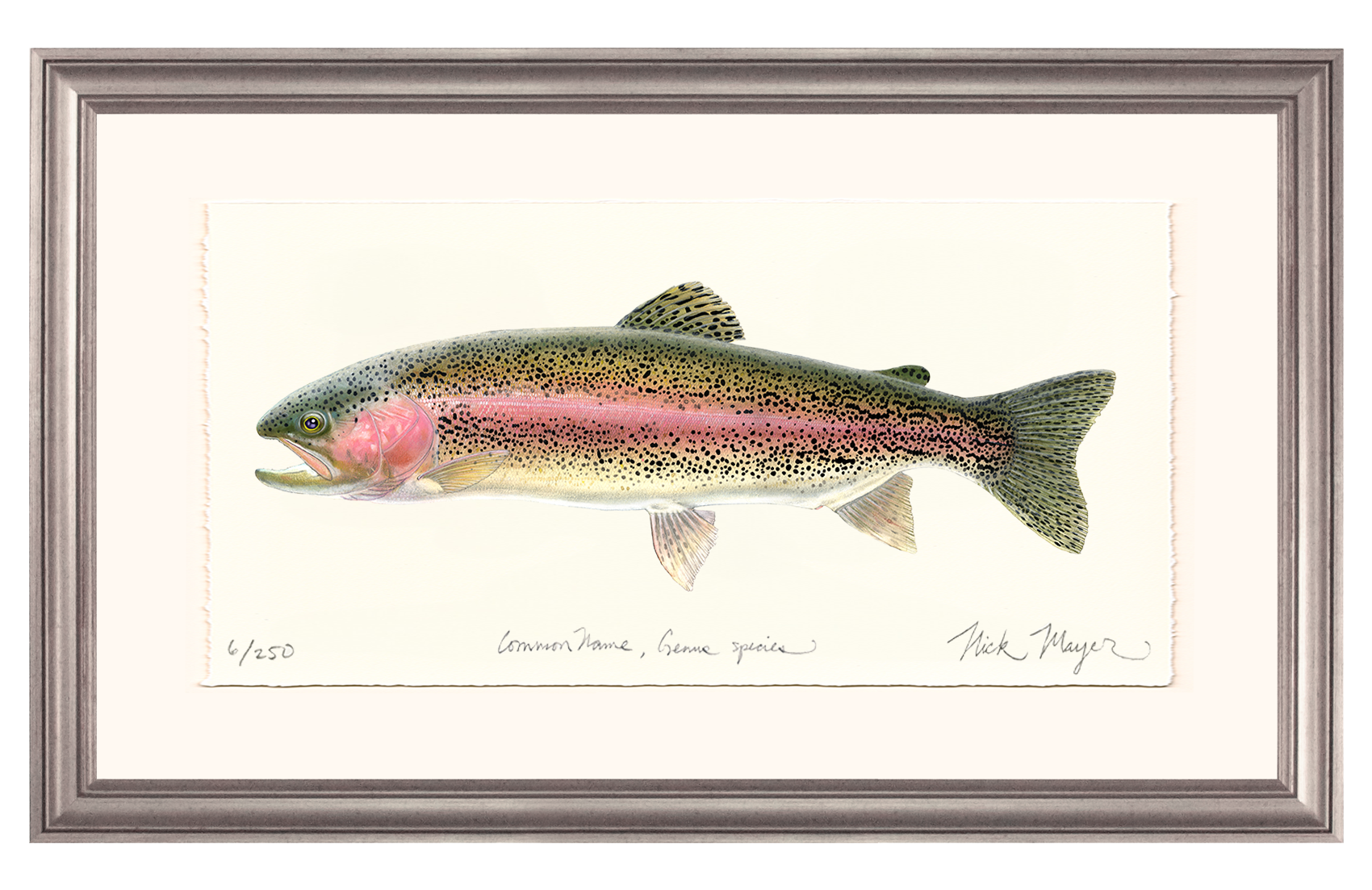 Rainbow Trout Limited Edition Print - Best Seller