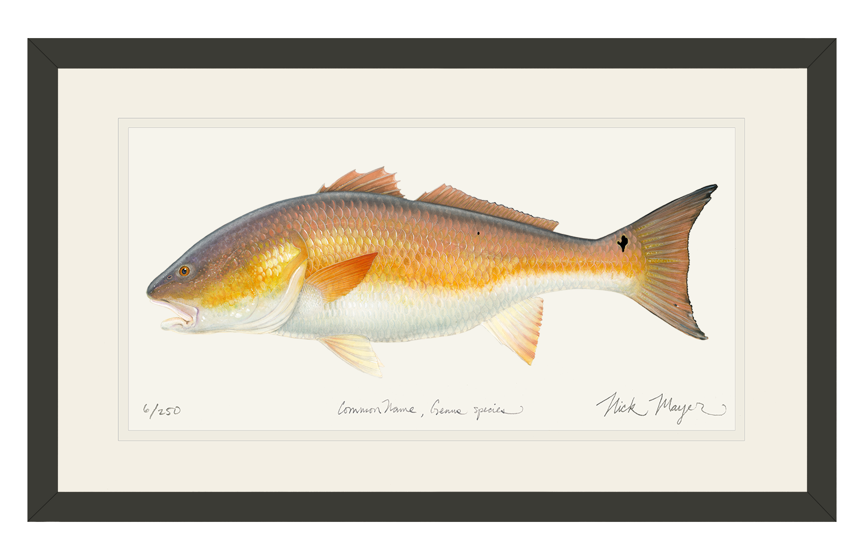 "Marsh Monarch" – Bull Redfish Limited Edition Fine Art Print