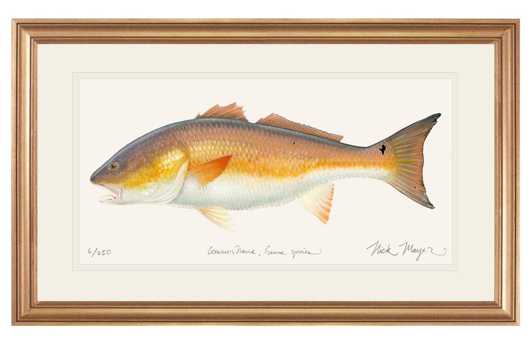 "Marsh Monarch" – Bull Redfish Limited Edition Fine Art Print