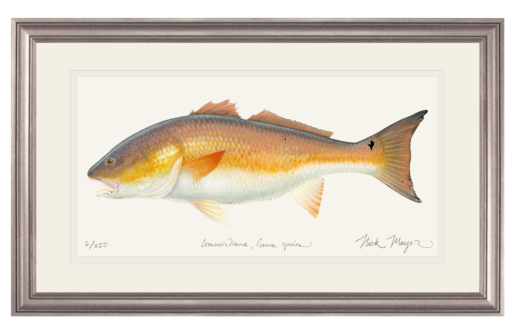 "Marsh Monarch" – Bull Redfish Limited Edition Fine Art Print