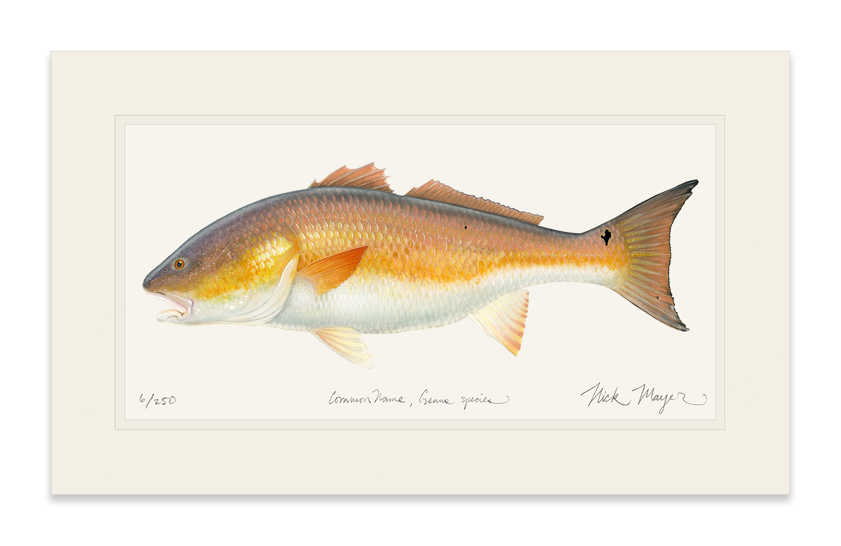 "Marsh Monarch" – Bull Redfish Limited Edition Fine Art Print