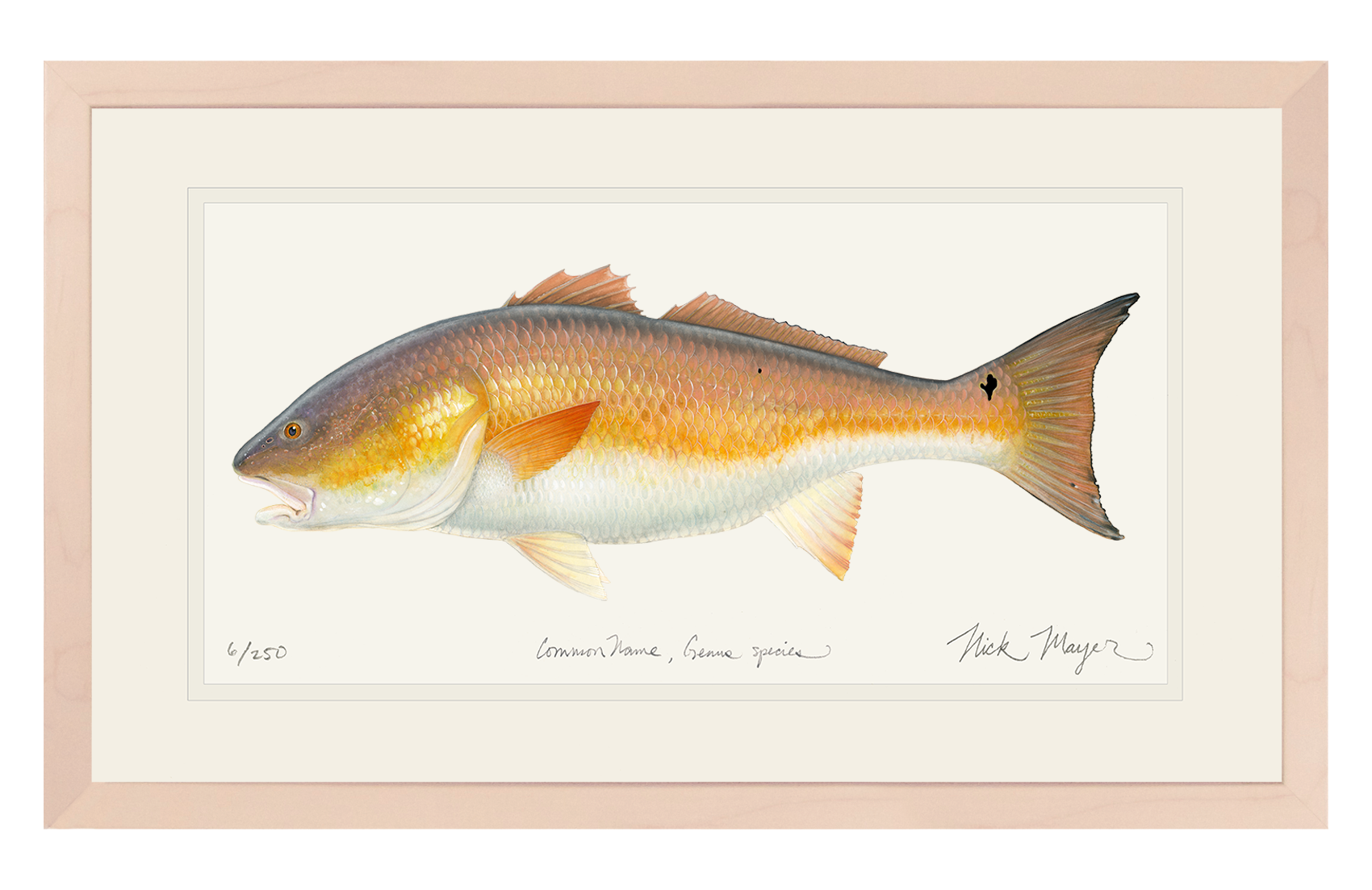 "Marsh Monarch" – Bull Redfish Limited Edition Fine Art Print