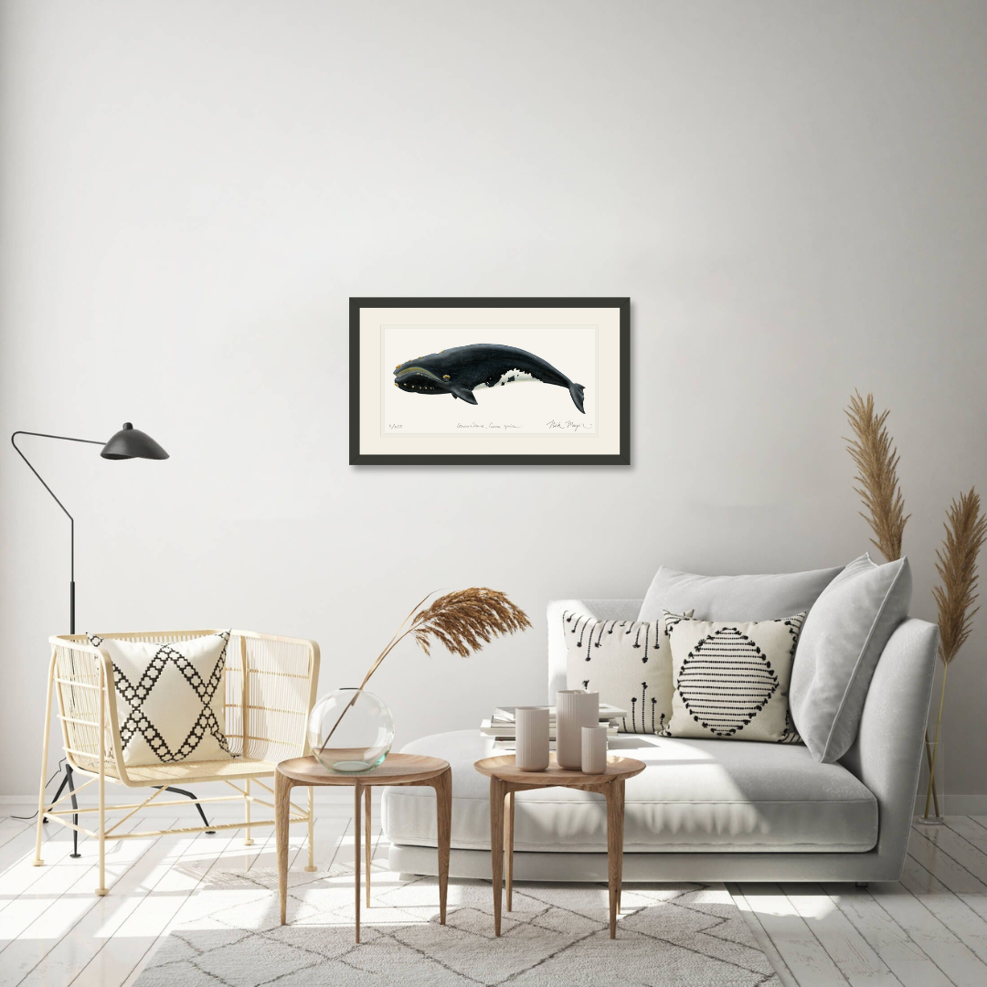 Right Whale Limited Edition Print