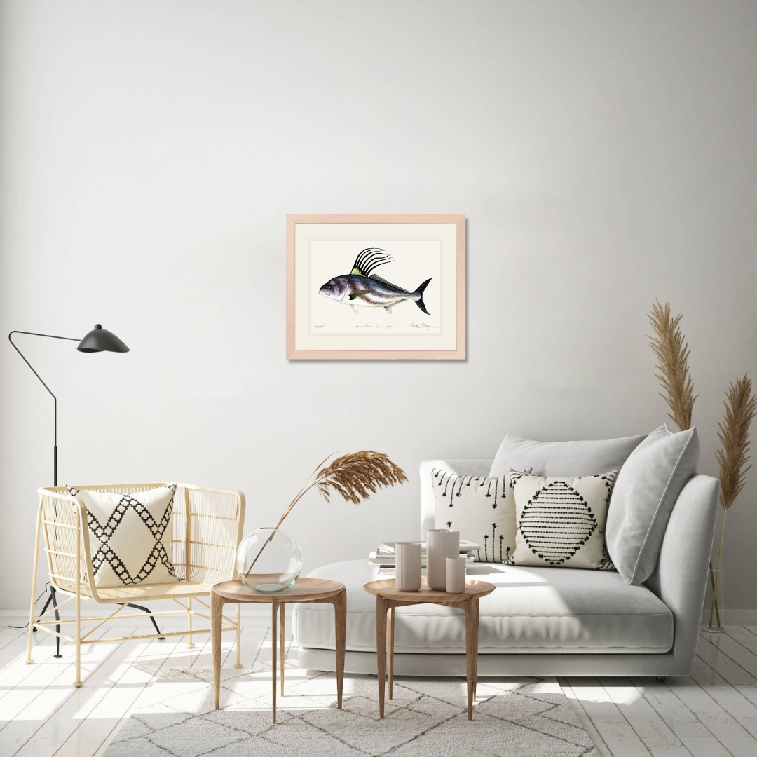Roosterfish Limited Edition Print