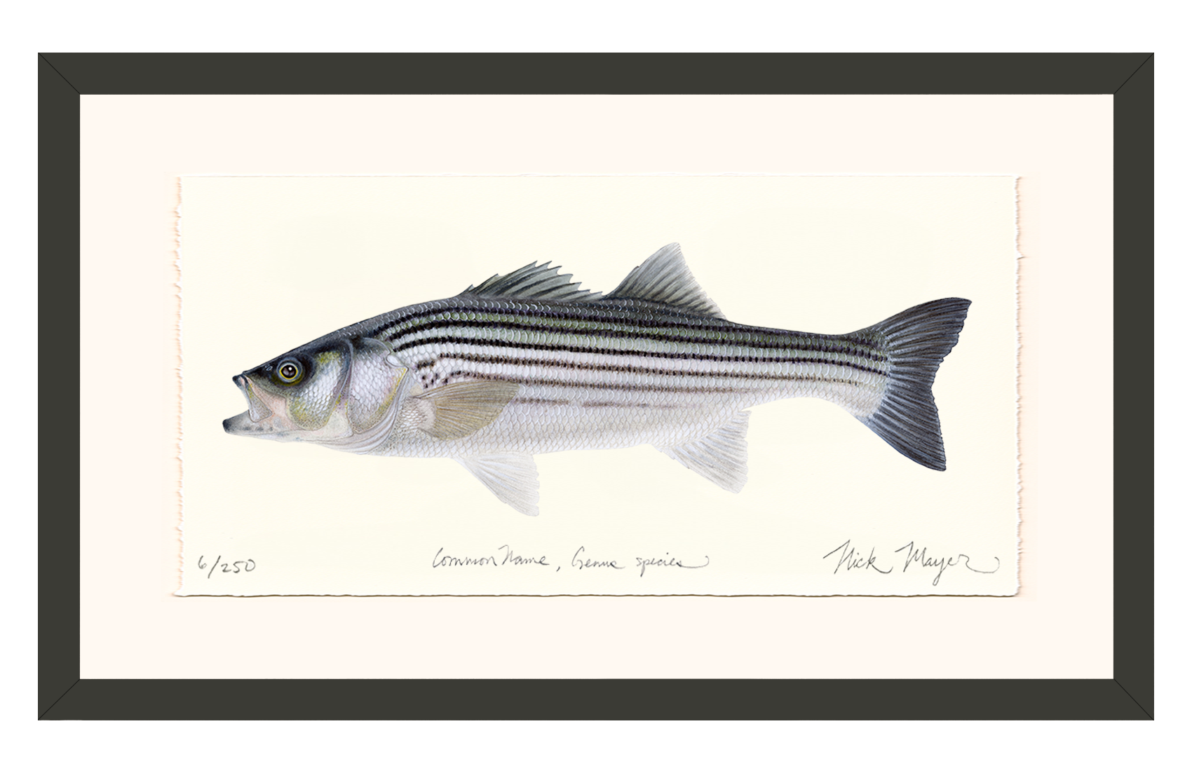 Schoolie Striped Bass Limited Edition Print - Best Seller