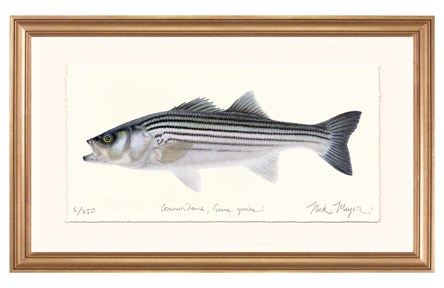 Schoolie Striped Bass Limited Edition Print - Best Seller