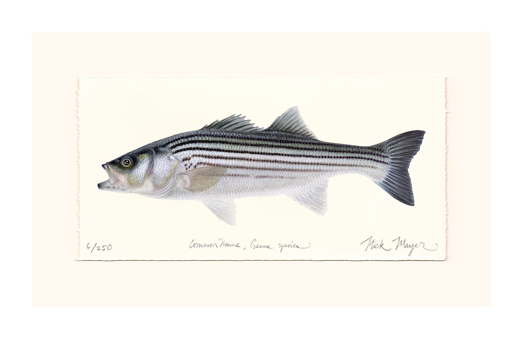 Schoolie Striped Bass Limited Edition Print - Best Seller