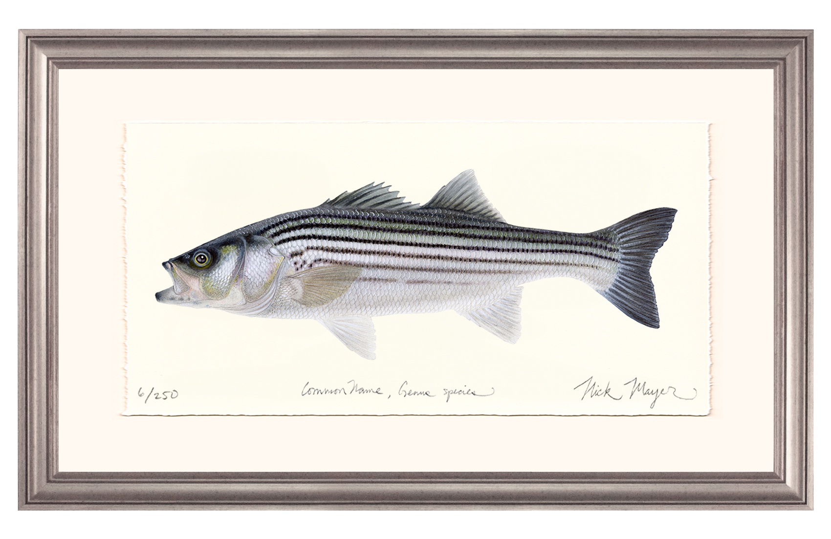 Schoolie Striped Bass Limited Edition Print - Best Seller