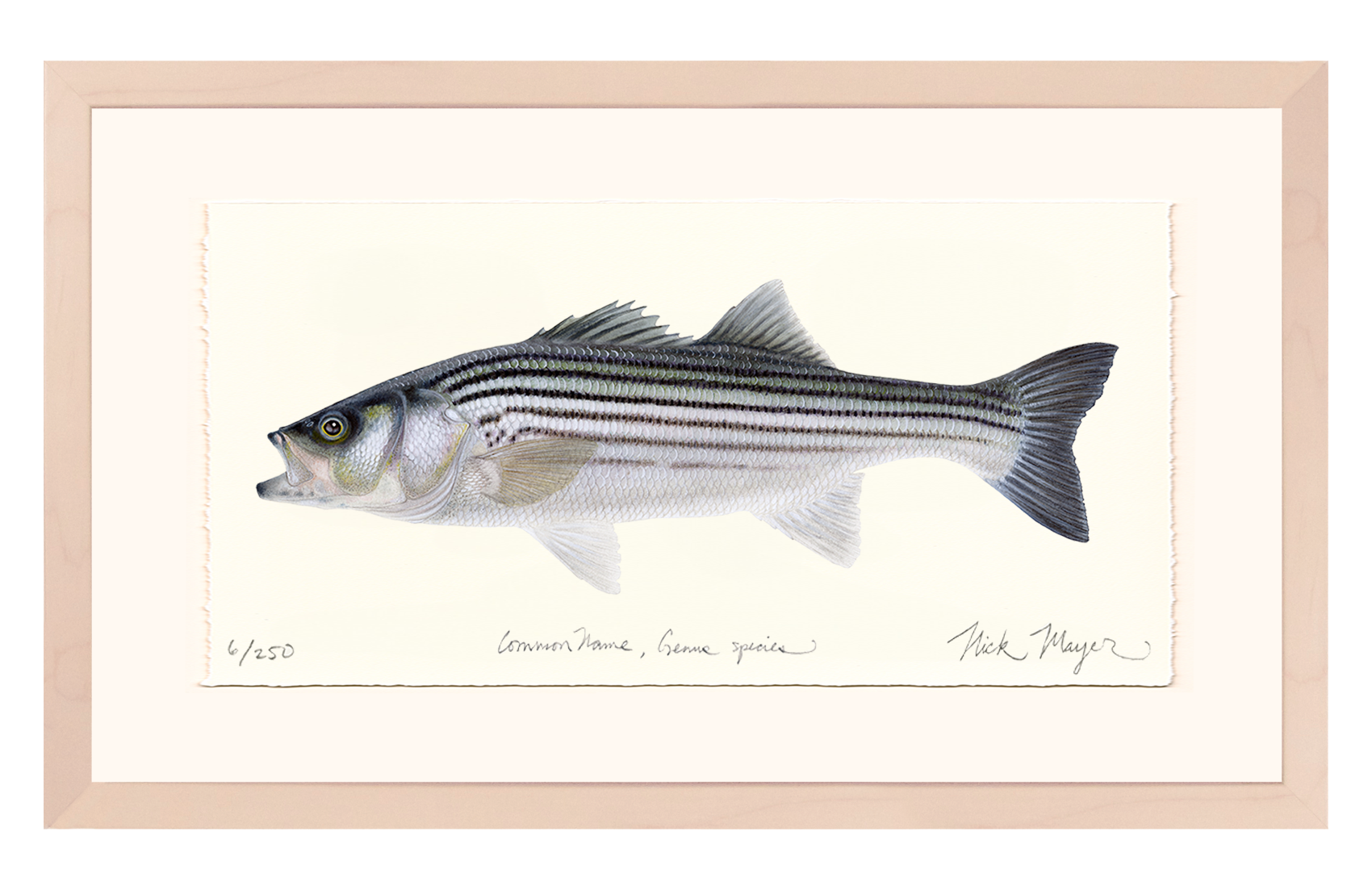Schoolie Striped Bass Limited Edition Print - Best Seller