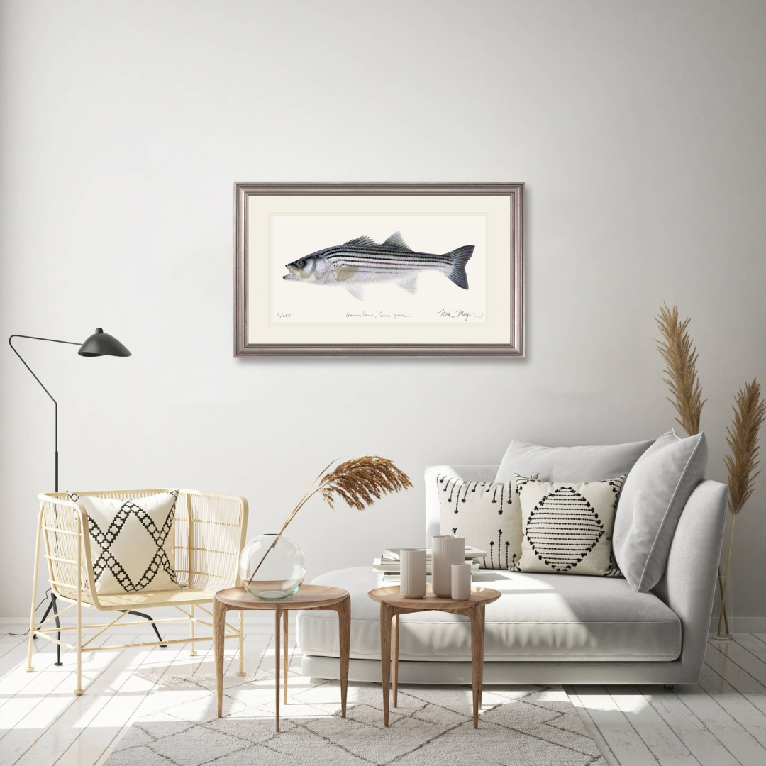 Schoolie Striped Bass Limited Edition Print - Best Seller