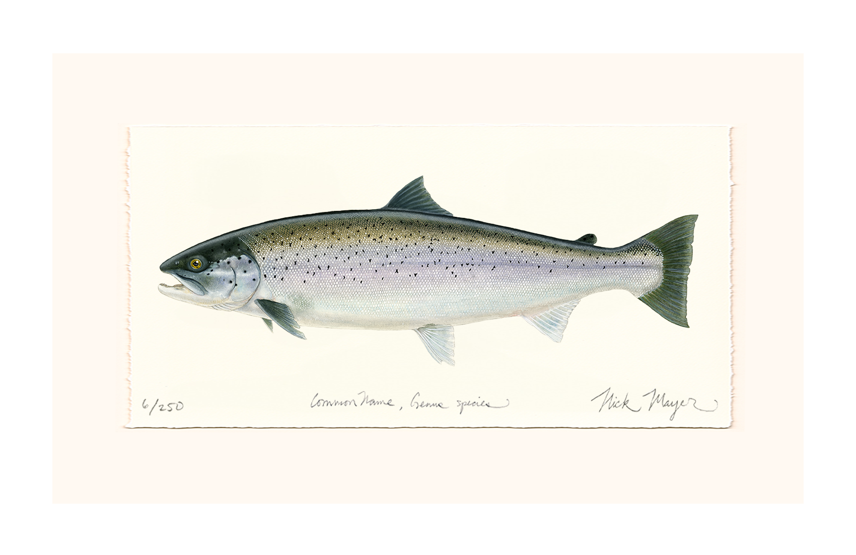 Sea Run Brown Trout Limited Edition Print