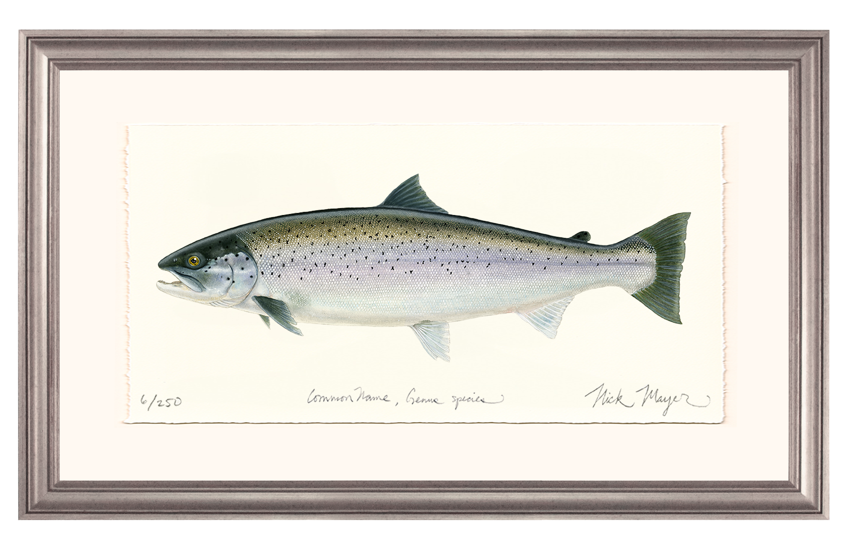 Sea Run Brown Trout Limited Edition Print
