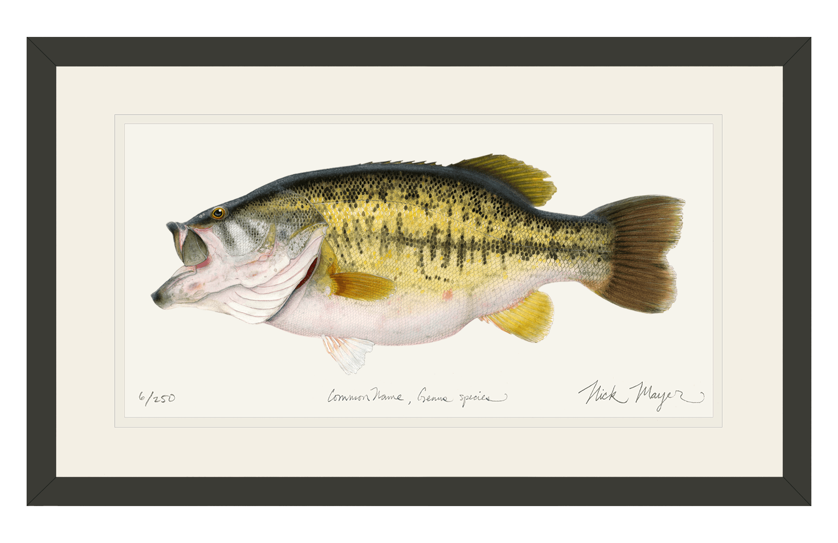 Largemouth Bass II, 14 lb Sharelunker Limited Edition Print