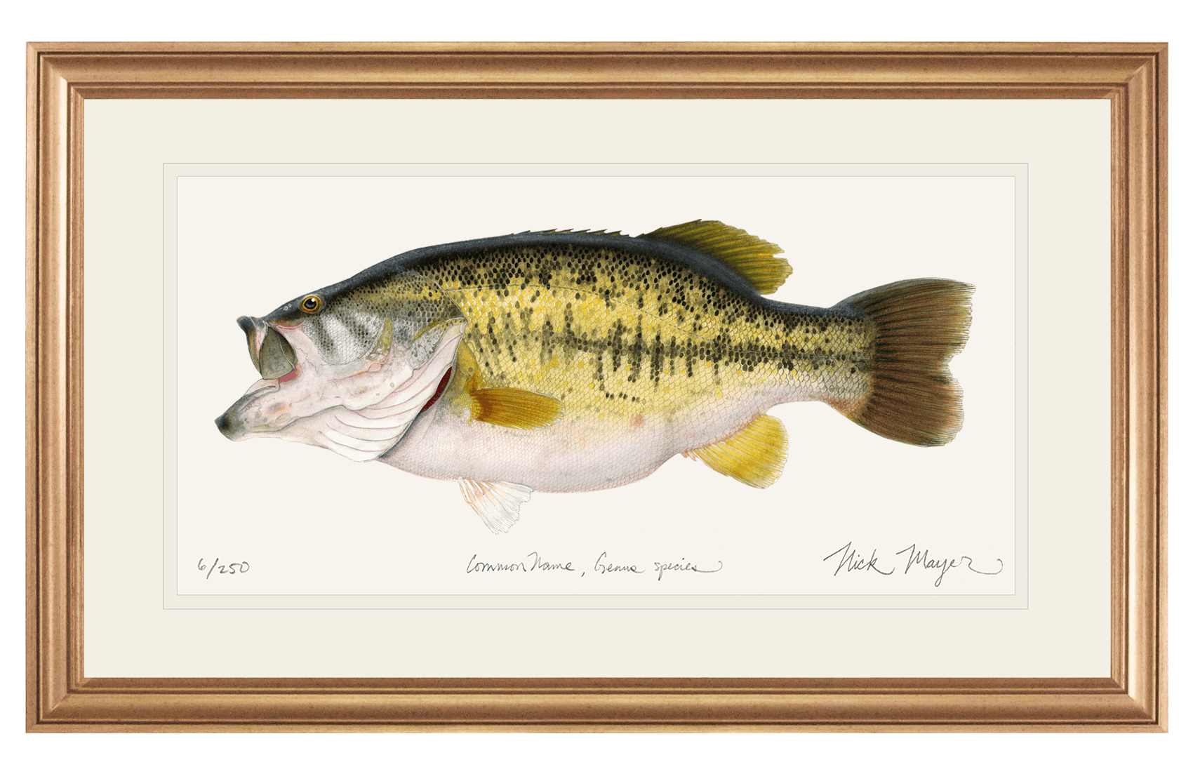 Largemouth Bass II, 14 lb Sharelunker Limited Edition Print