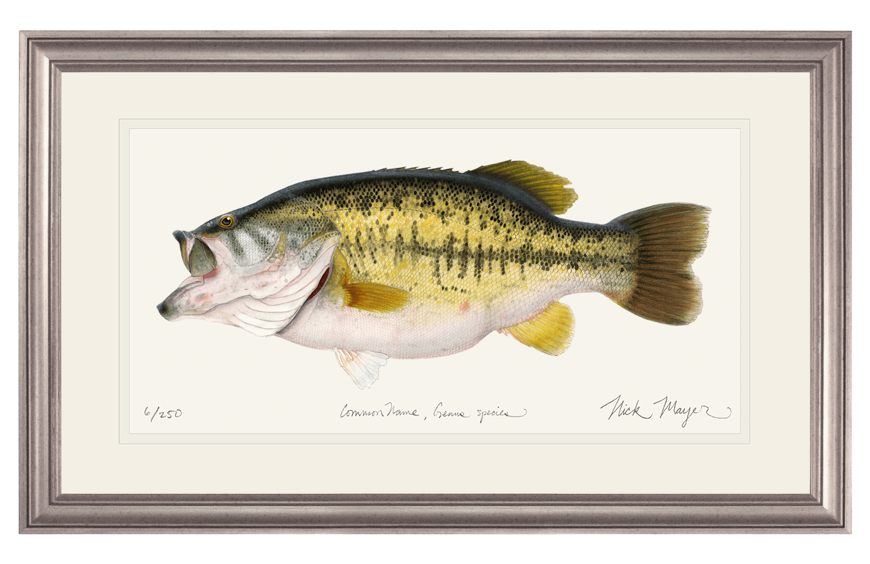 Largemouth Bass II, 14 lb Sharelunker Limited Edition Print