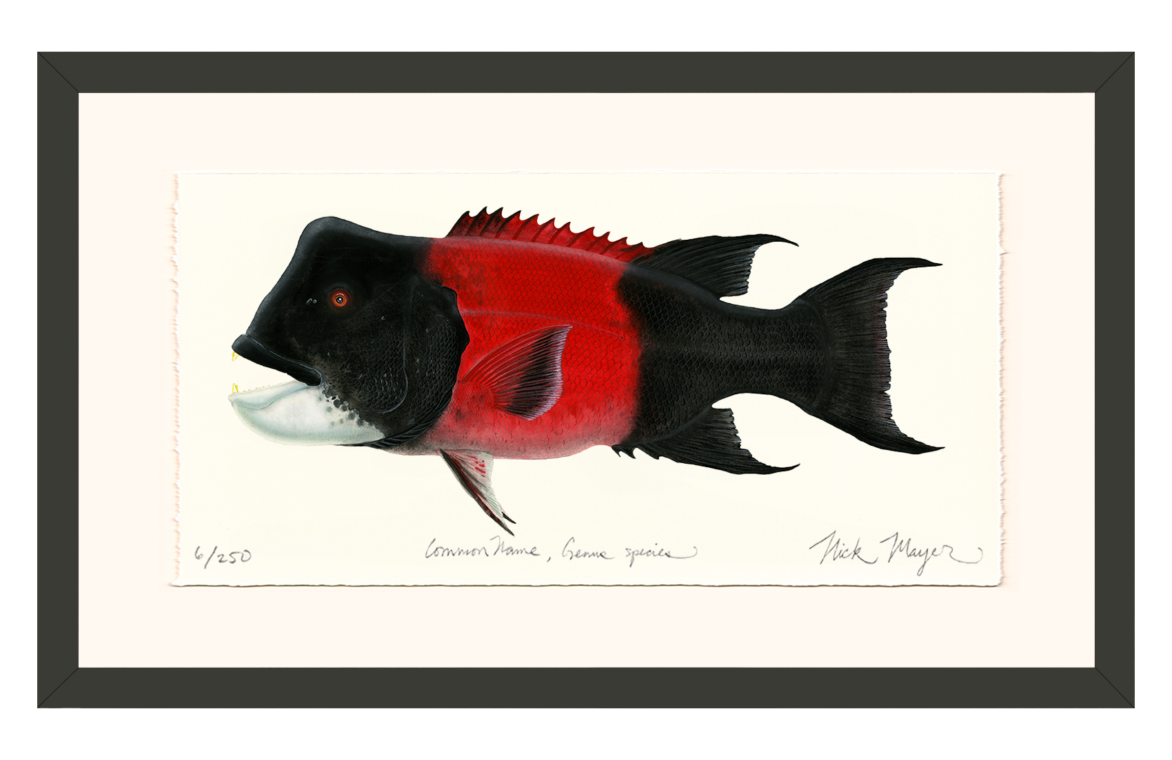 Bull CA Sheephead II Limited Edition Print