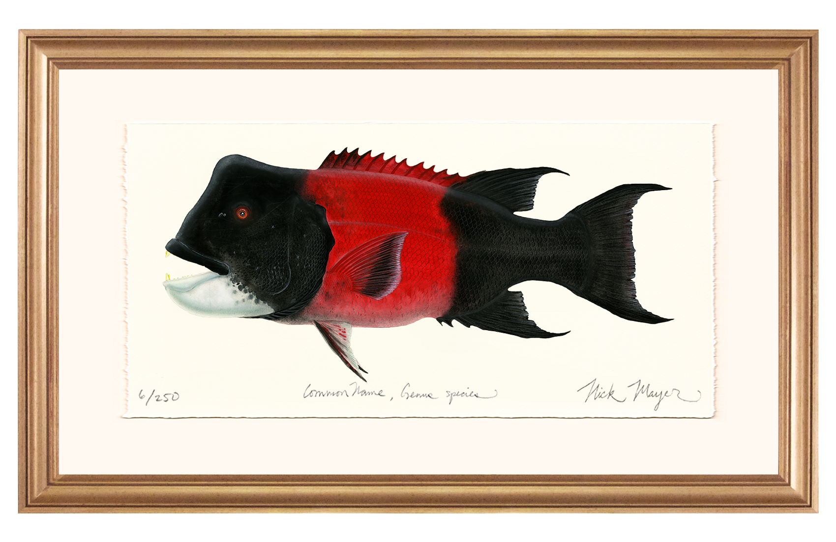 Bull CA Sheephead II Limited Edition Print