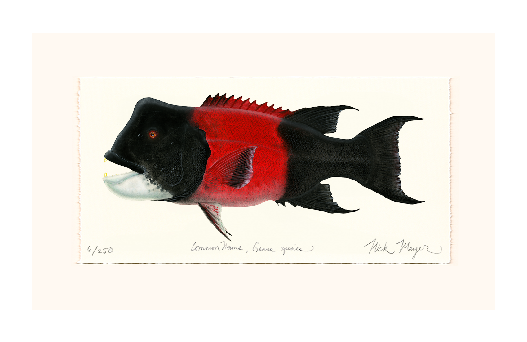 Bull CA Sheephead II Limited Edition Print