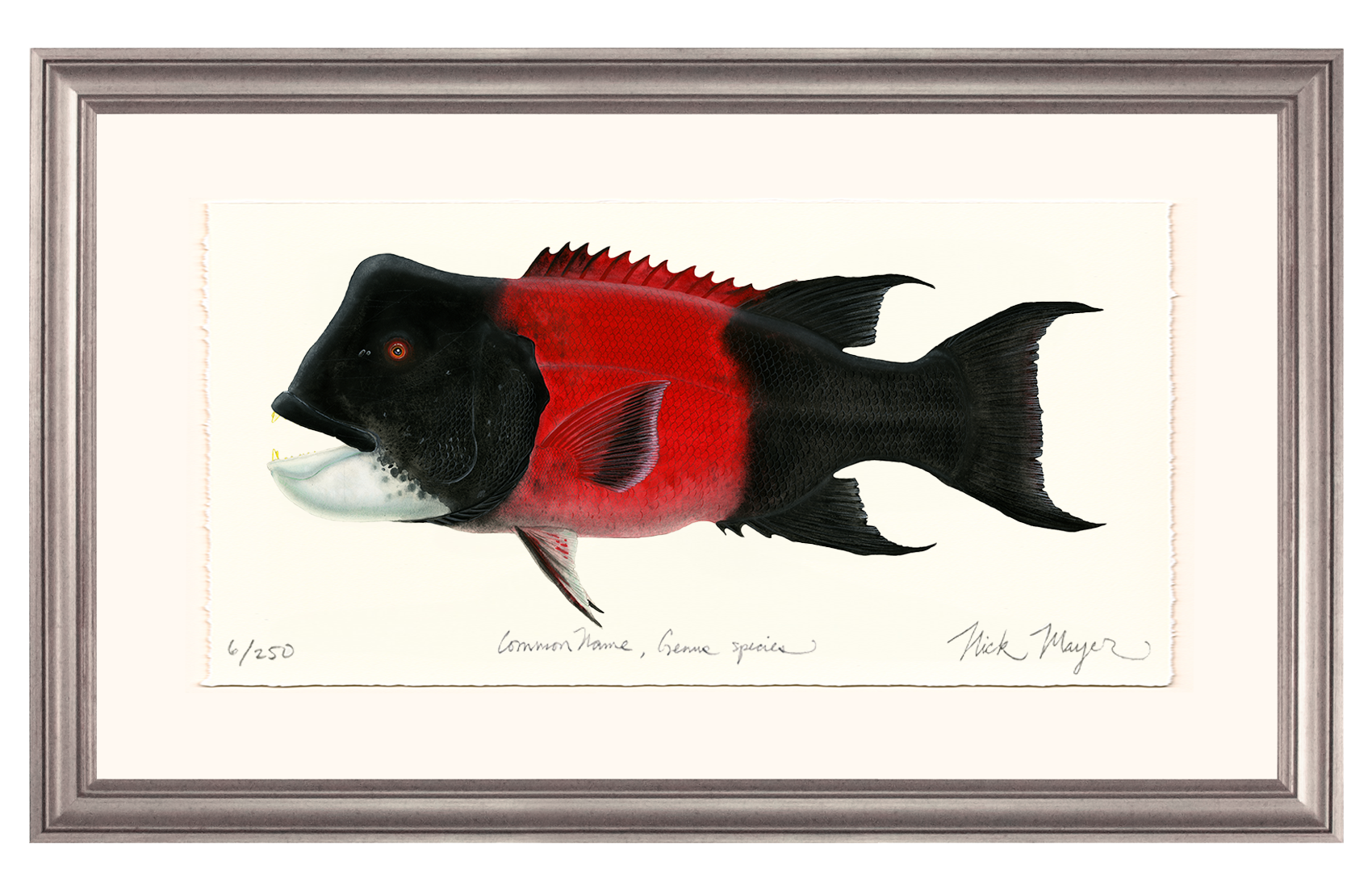 Bull CA Sheephead II Limited Edition Print