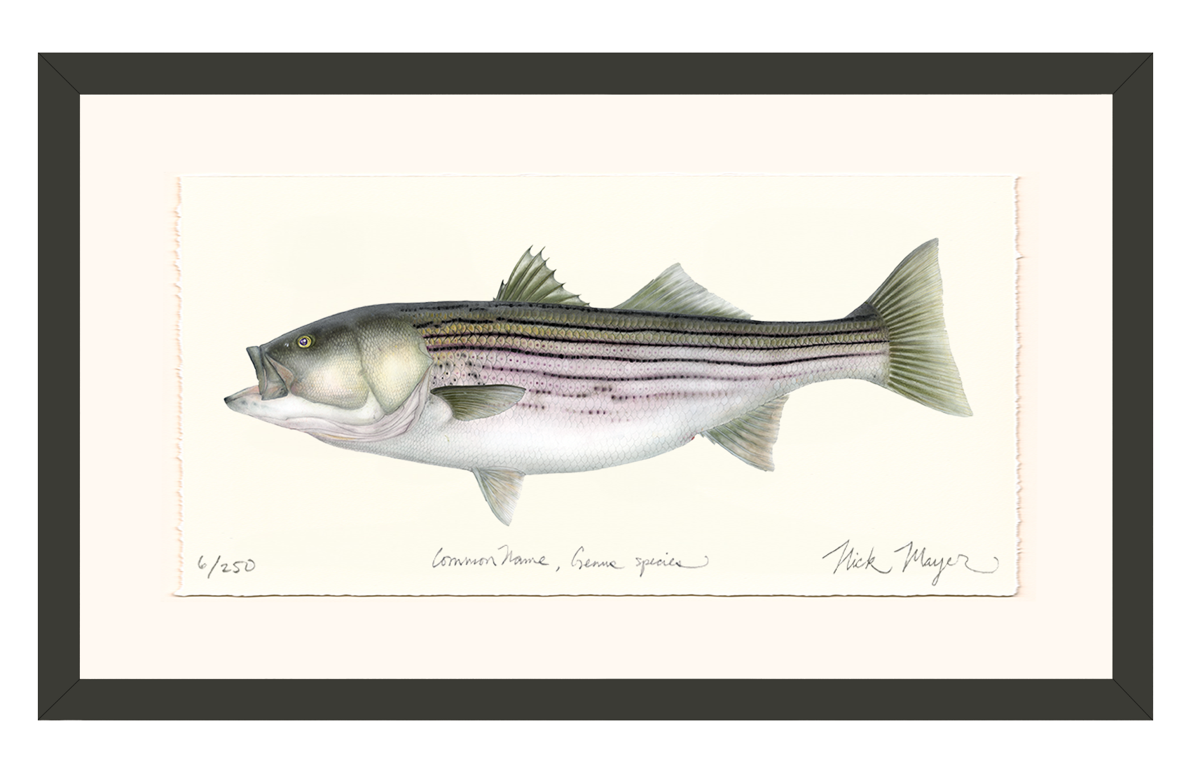 Striped Bass, 30 lbs. Limited Edition Print - Best Seller