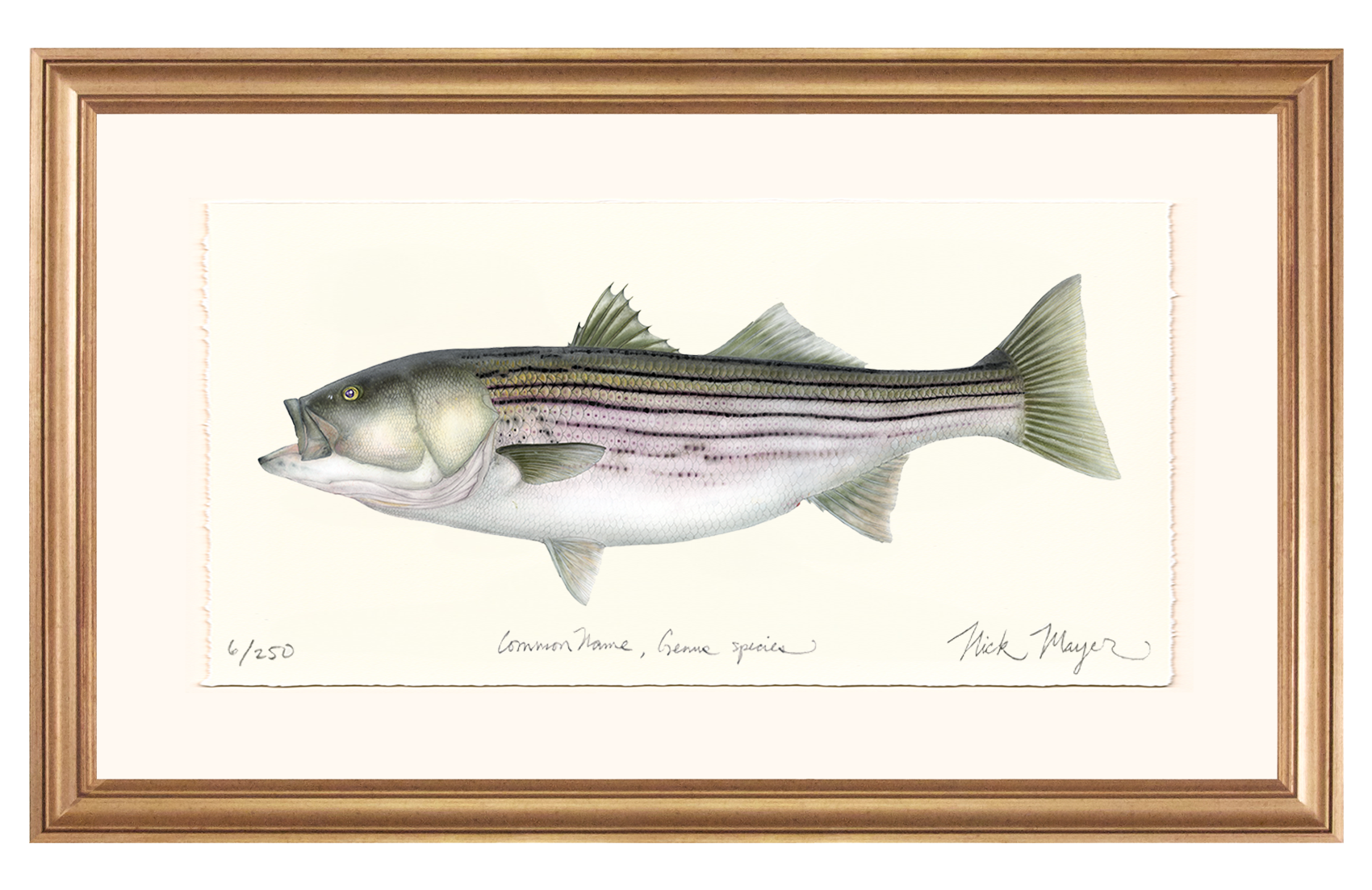 Striped Bass, 30 lbs. Limited Edition Print - Best Seller