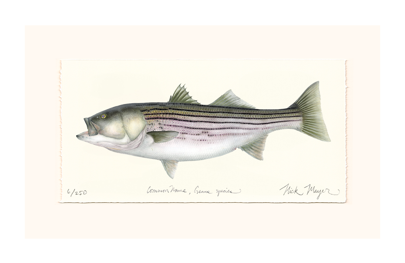 Striped Bass, 30 lbs. Limited Edition Print - Best Seller