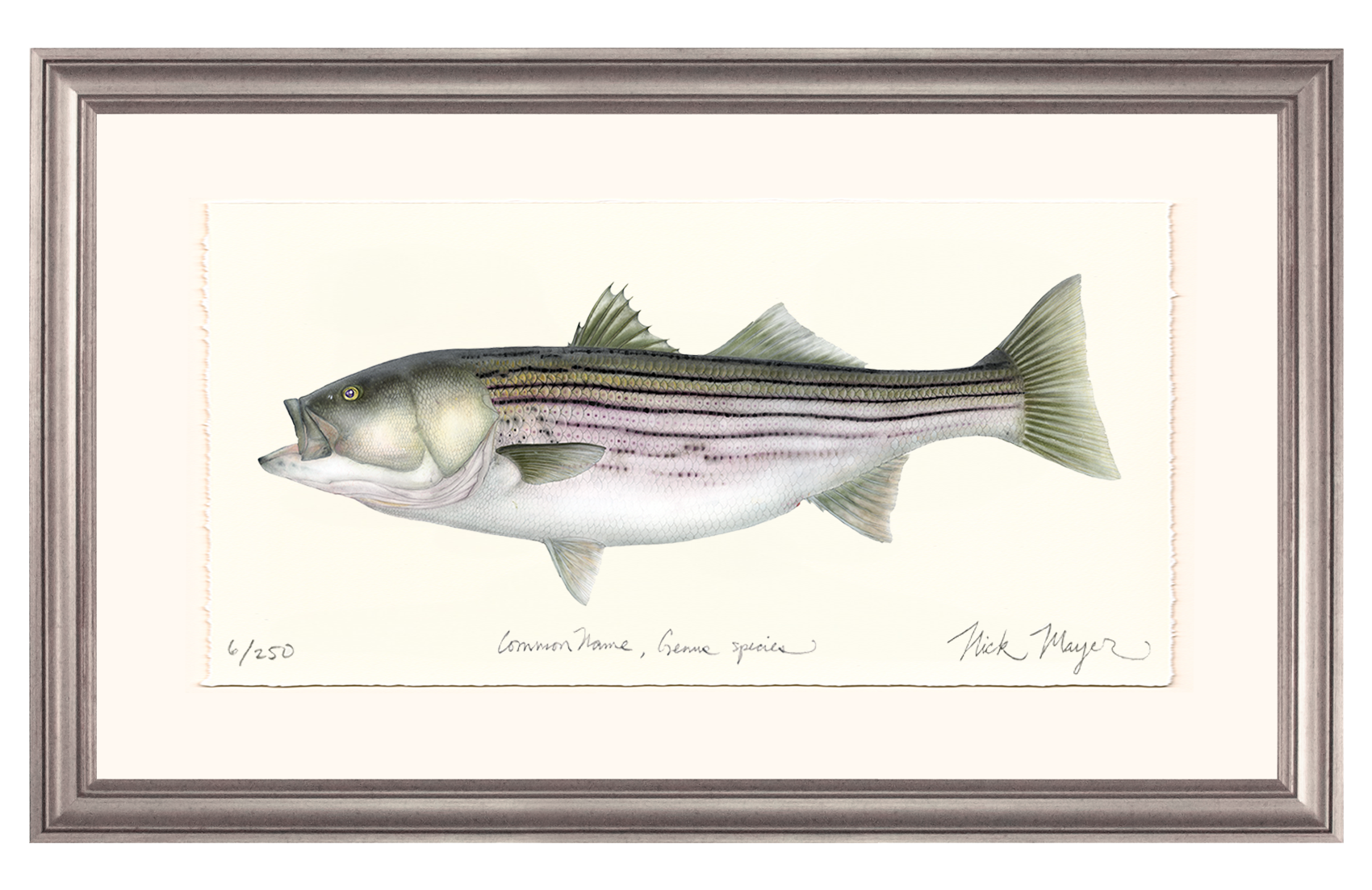 Striped Bass, 30 lbs. Limited Edition Print - Best Seller