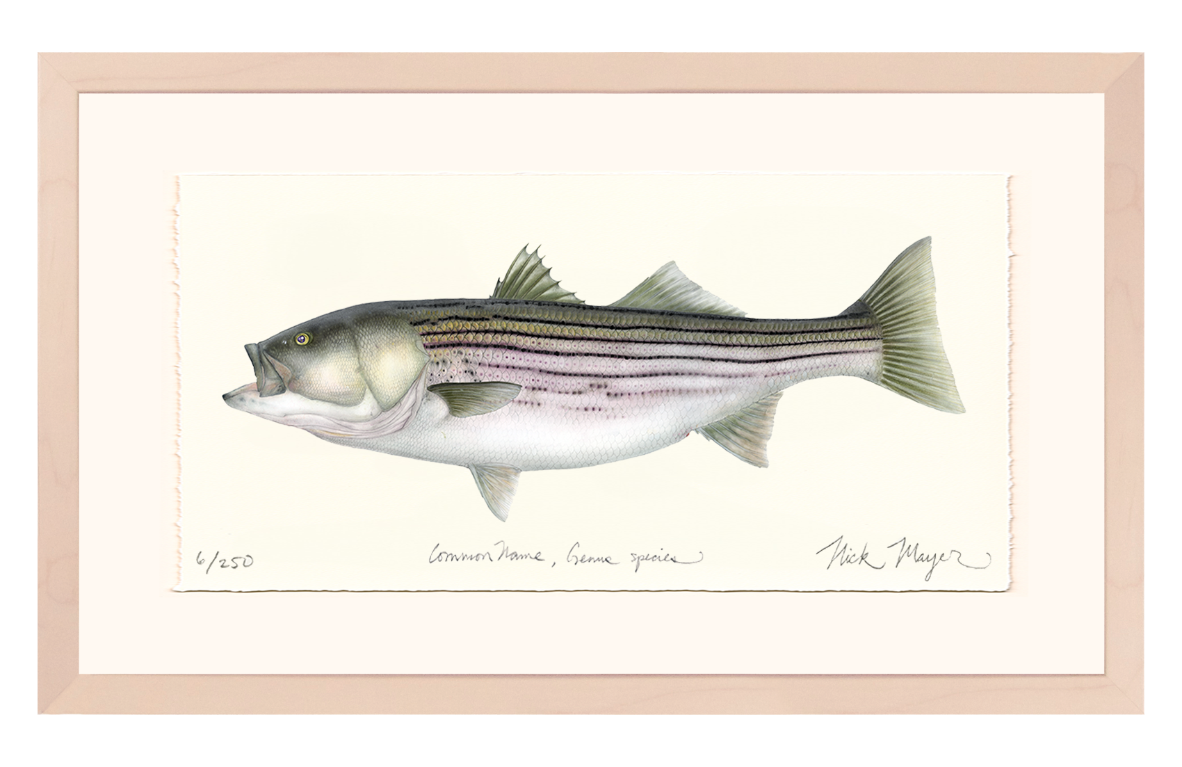 Striped Bass, 30 lbs. Limited Edition Print - Best Seller