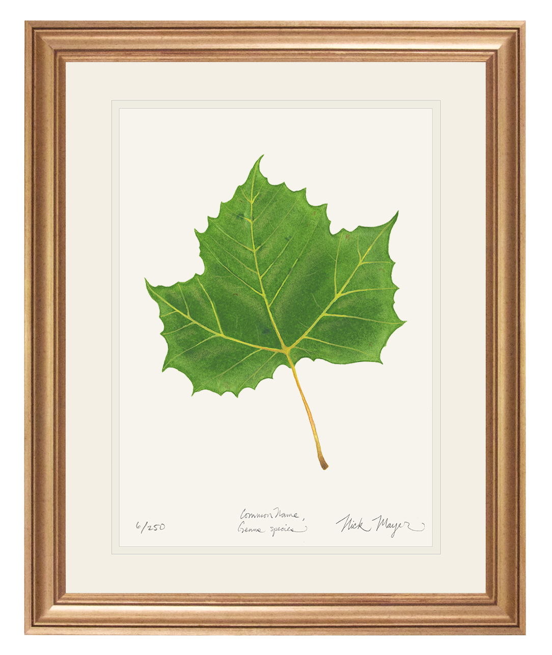 Sycamore Leaf Botanical Limited Edition Print