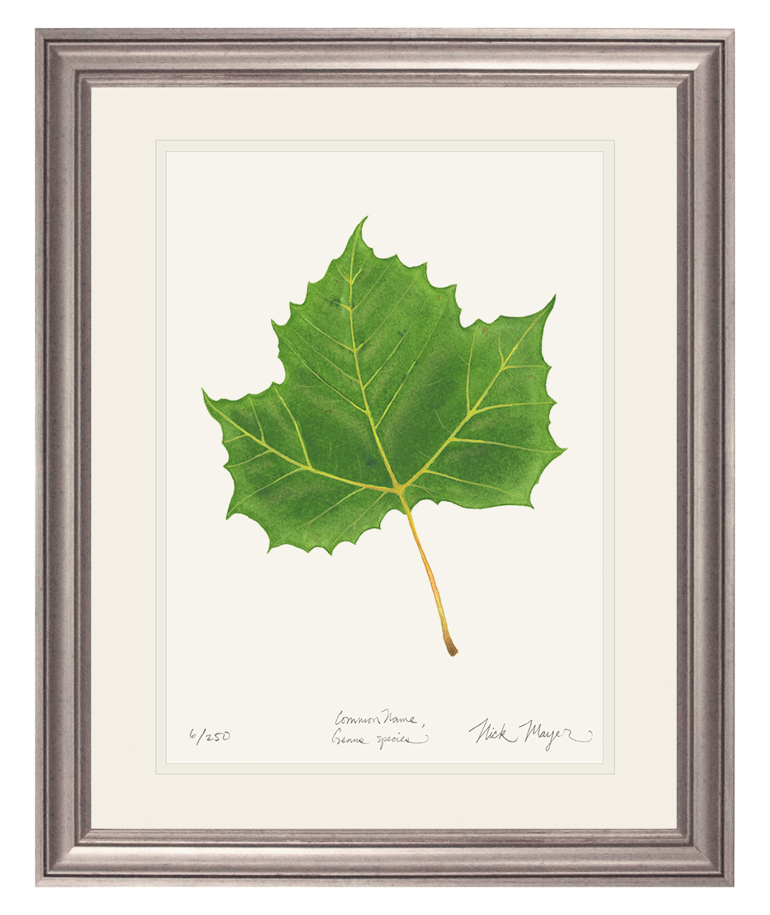 Sycamore Leaf Botanical Limited Edition Print