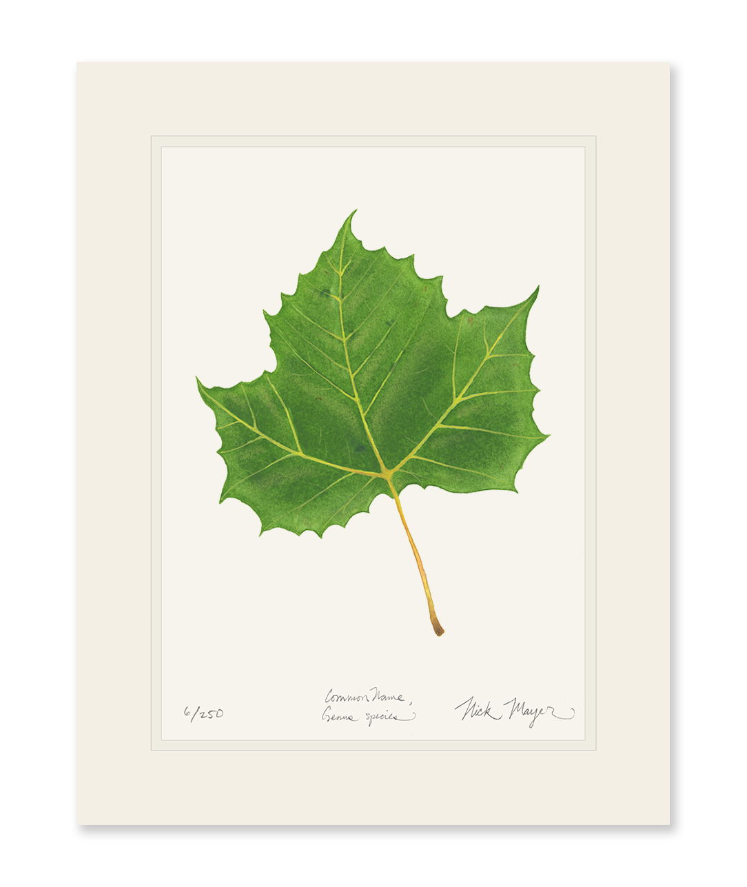 Sycamore Leaf Botanical Limited Edition Print