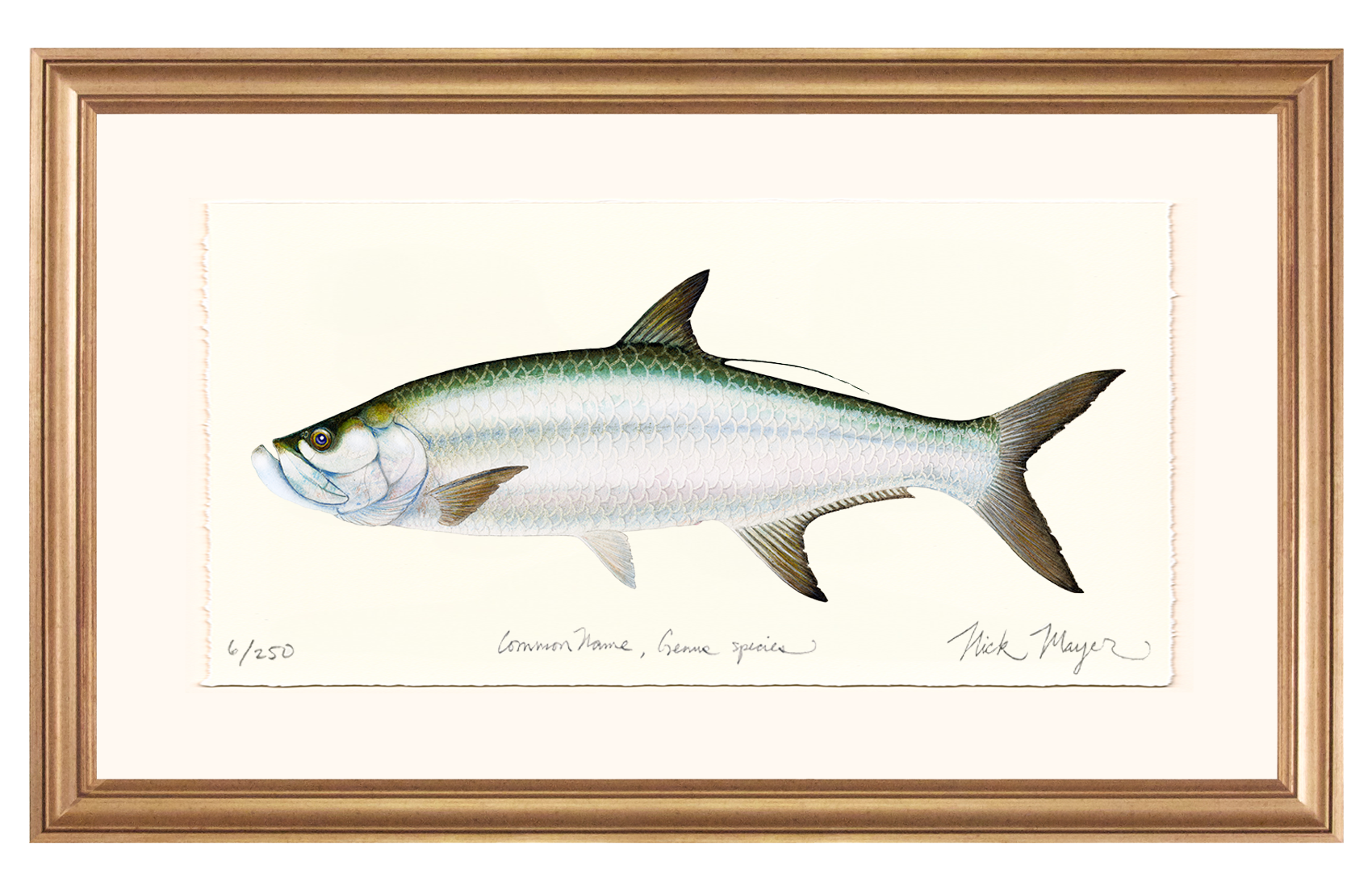 Tarpon Limited Edition Print - Best Seller