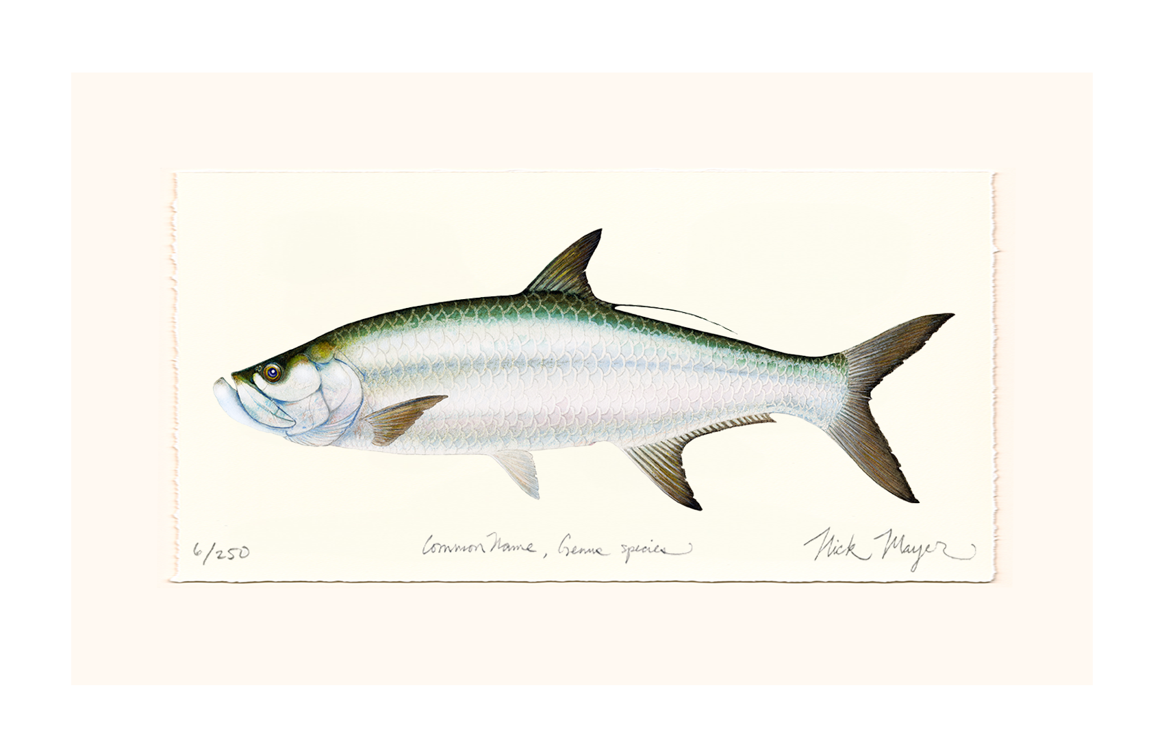 Tarpon Limited Edition Print - Best Seller