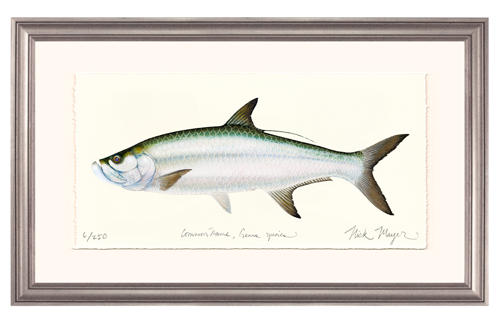 Tarpon Limited Edition Print - Best Seller
