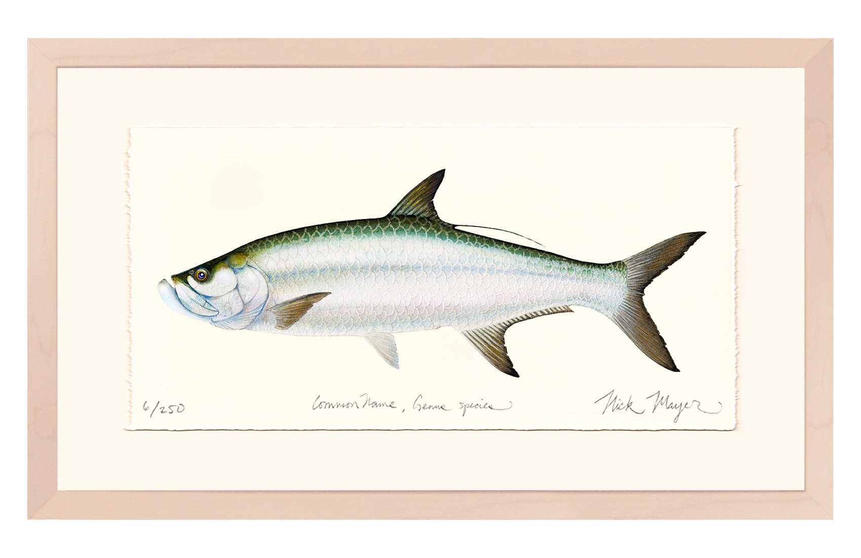 Tarpon Limited Edition Print - Best Seller