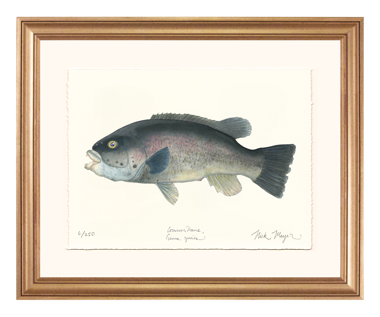 Tautog/ Blackfish Limited Edition Print