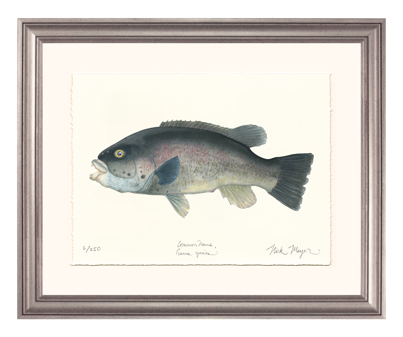 Tautog/ Blackfish Limited Edition Print
