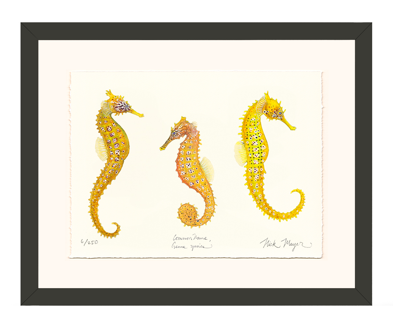 Giant Seahorse Trio Limited Edition Print