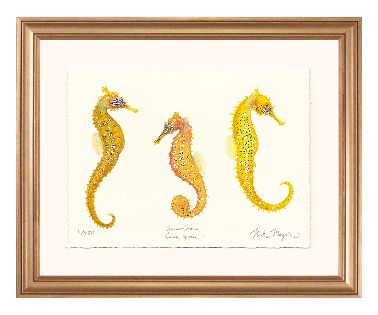 Giant Seahorse Trio Limited Edition Print