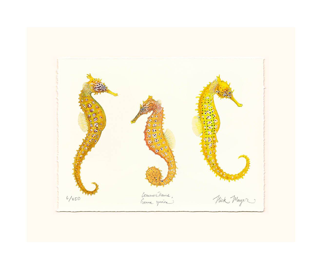 Giant Seahorse Trio Limited Edition Print