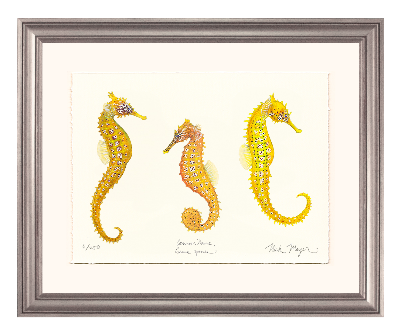Giant Seahorse Trio Limited Edition Print